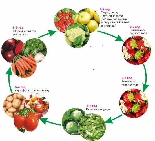 Овощи в огороде список. Схема севооборота овощных культур. Севооборот овощей на грядках схема. Схема севооборота овощей на огороде. Схема севооборота на дачном участке овощных культур.