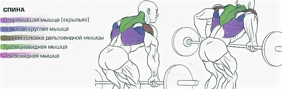 Техника выполнения тяги со штангой