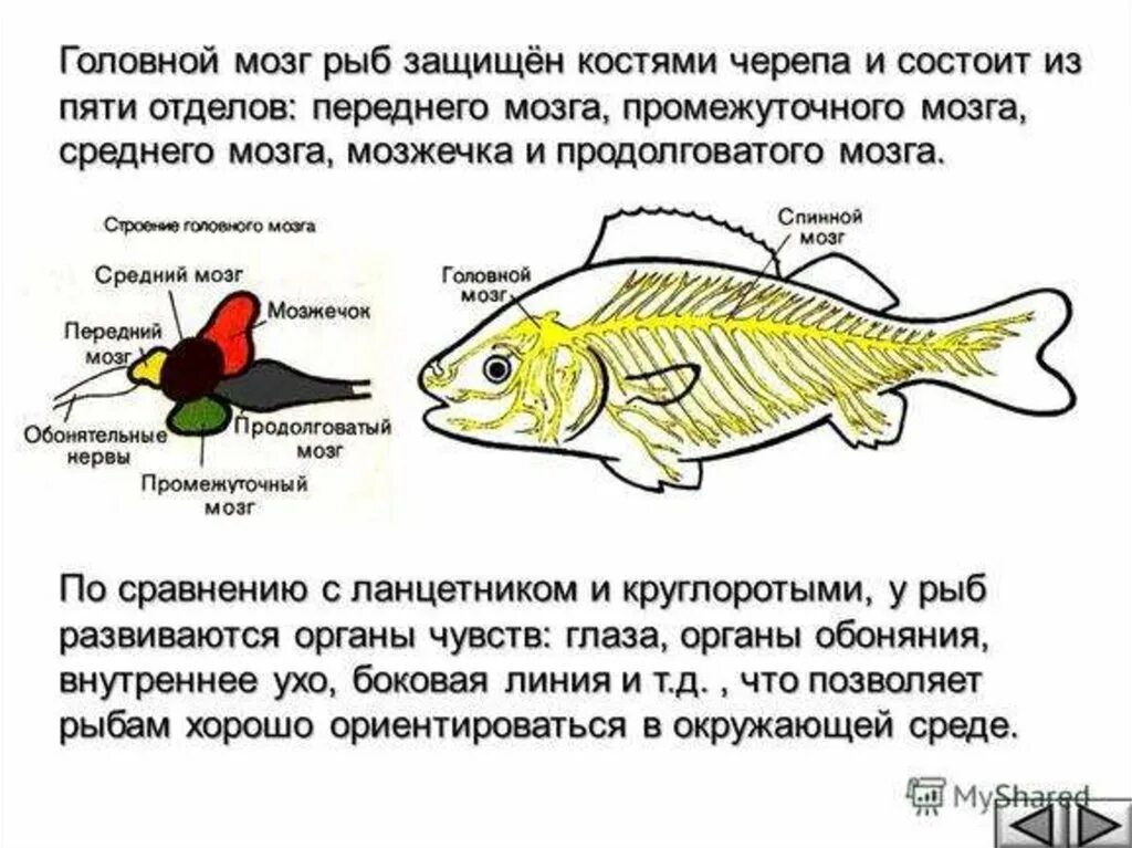 Костные рыбы строение нервной системы. Функции нервной системы костных рыб. Нервная система костных рыб. Нервная система костных рыб схема. Появление головного мозга у рыб