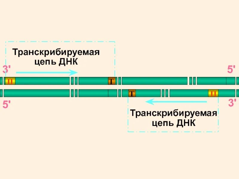 Смысловая и транскрибируемая цепь днк решение. Транскрибируюшая цепь ДНКТ. Матричная транскрибируемая цепь ДНК. Матричная цепь и транскрибируемая это. Транскрибируемая цепь ДНК это.