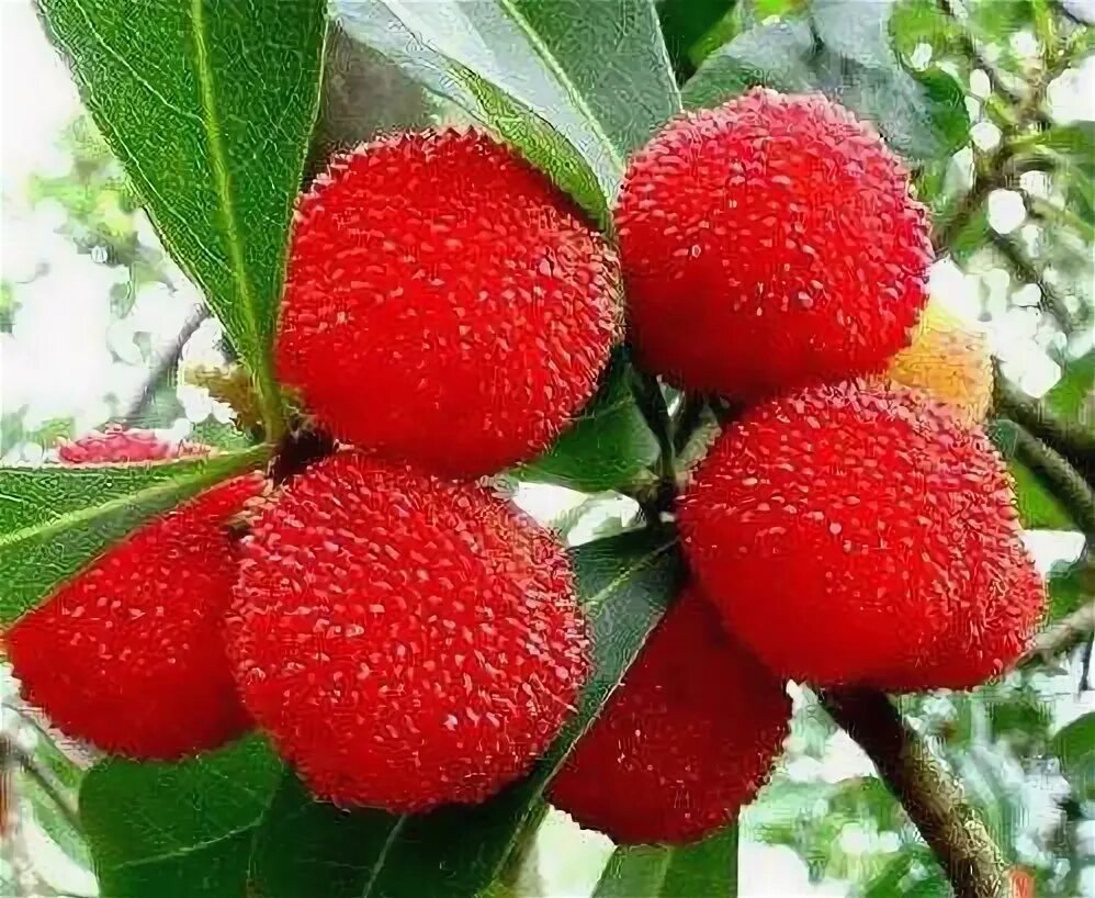 Восковница ягода. Восковница (myrica). Восковница красная myrica rubra. Восковница myrica rubra. Китайская клубника восковница красная.
