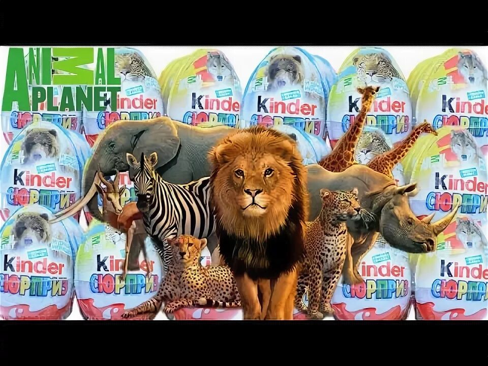 Kinder planet. Киндер сюрприз animal Planet 2015. Киндер сюрприз животные коллекция Анимал планет. Киндер сюрприз Энимал планет коллекция. Киндер Натунс animal Planet.