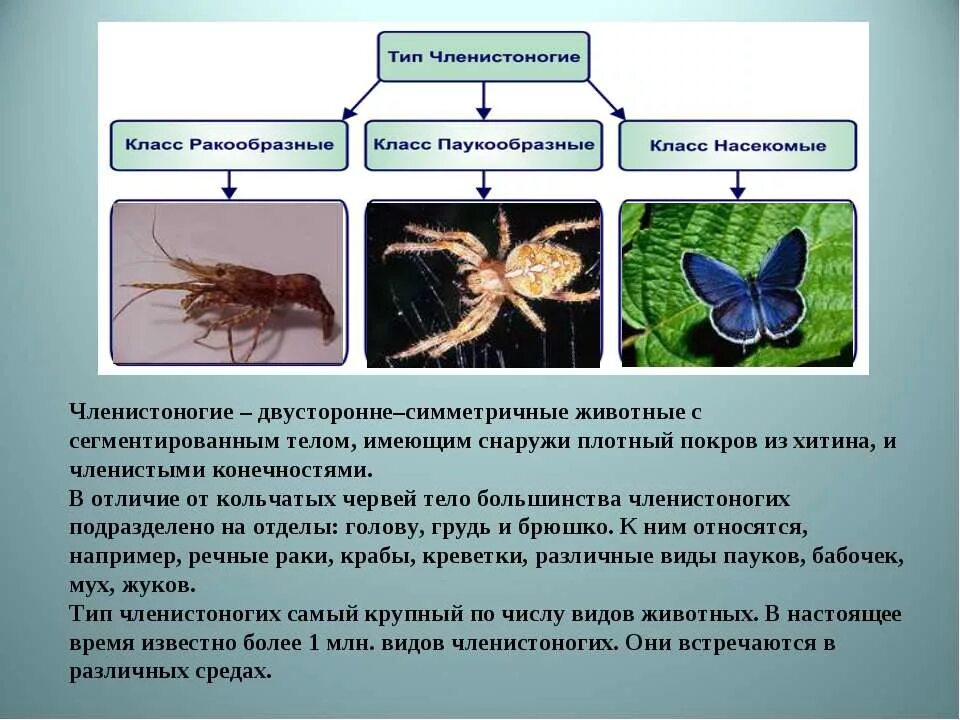 Класс насекомые многообразие. Тип Членистоногие. Насекомые биология. Тип Членистоногие класс.