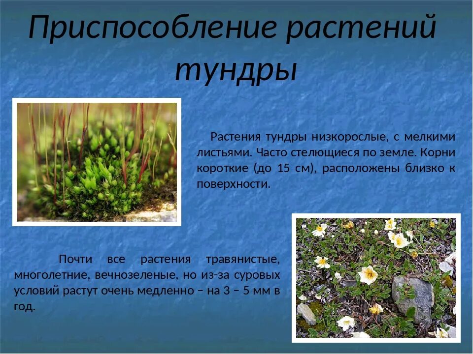 4 растения