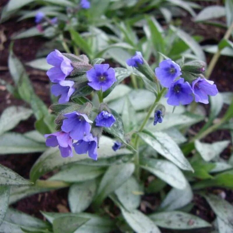 Медуница неясная (pulmonaria obscura). Медуница первоцвет весенний. Медуница блю энсайн. Медуница первоцвет весенний. Медуница (pulmonaria).