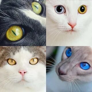 Кошка твои глаза