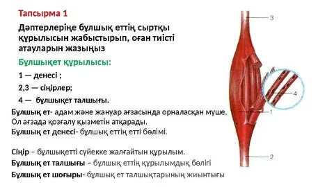 Қос анальді фистингті қараңыз