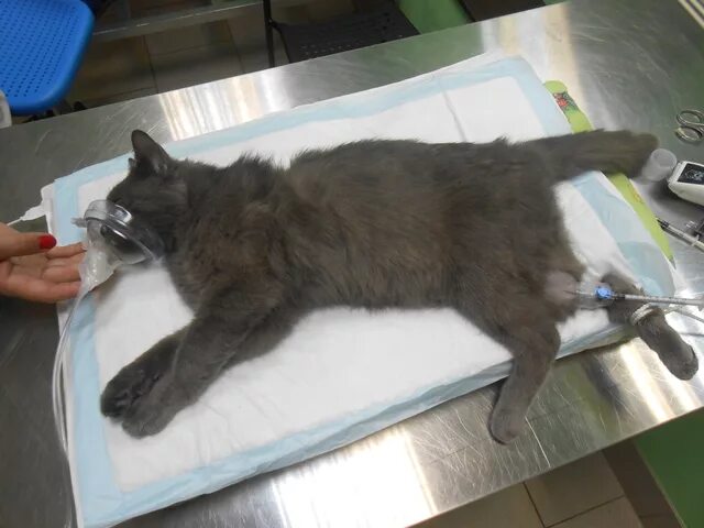 После стерилизации кошки через сколько можно кормить