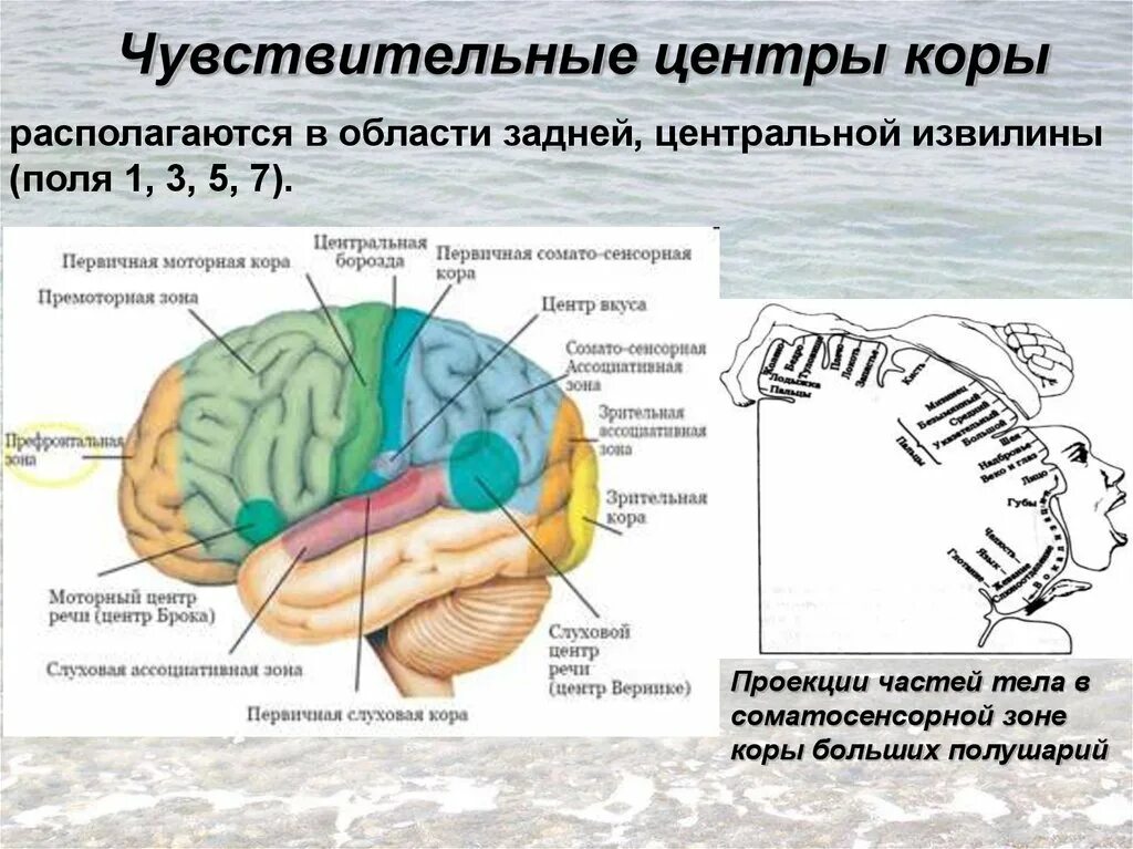 Корковые центры мозга. Проекционные и ассоциативные центры коры больших полушарий. Соматосенсорная зона коры головного мозга. Корковые двигательные центры располагаются в извилине. Задняя Центральная извилина анализатор.