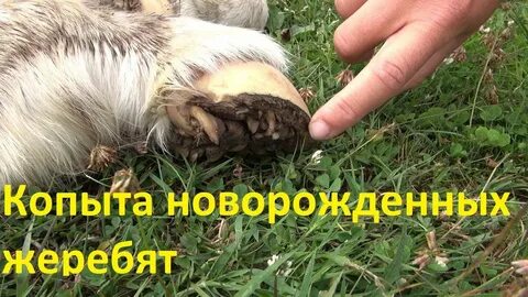 Копыта новорожденного жеребенка