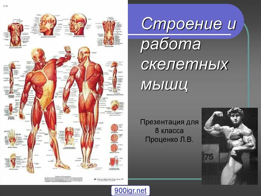 Работа скелетных мышц человека. Строение мышцы. Строение и работа скелетных мышц. Мышцы презентация. Строение мышц 8 класс биология.