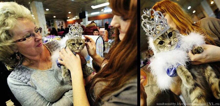 Выставка кошек Владивосток. Костюмированное шоу кошек. Шоу кошек Орел.