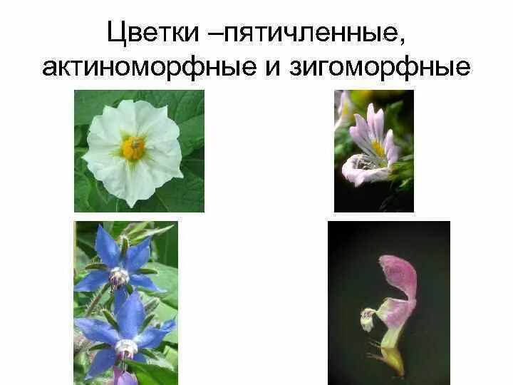 Цветок пятичленного типа. Цветок пятичленного типа