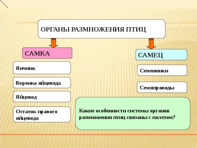 Особенности строения органов размножения птиц. Система размножения птиц 7 класс. Половая система птиц органы. Система органов размножения особенности.