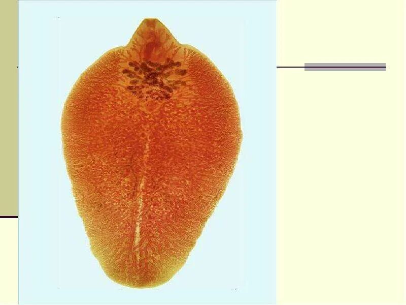 Печеночный сосальщик впр. Печеночный сосальщик цикл. Половая система печеночного сосальщика микроскоп. Ворсинки сосальщика. Печеночный сосальщик и корова.