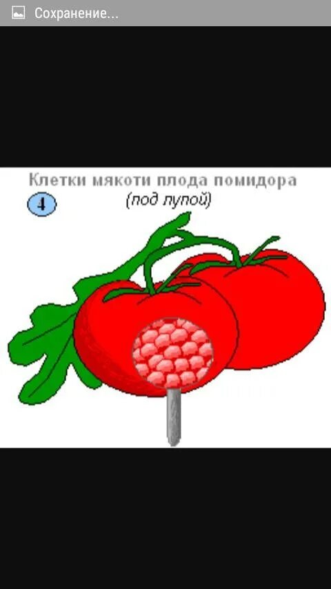 Мякоть зрелого арбуза состоит из очень мелких. Клетки плода томата под лупой. строение мякоти томата. строение клетки мякоти помидора. мякоть помидора под лупой.