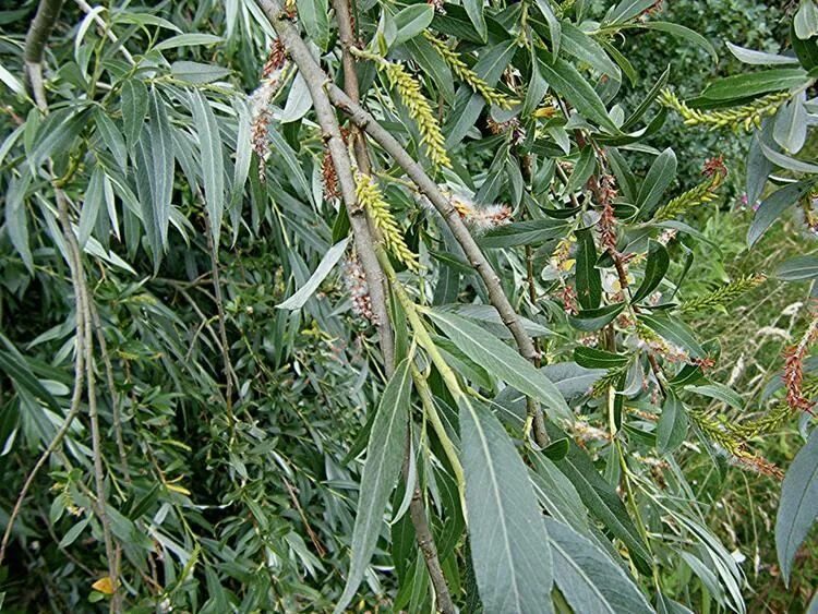 Ива белая (ветла) salix alba. Ива "белая серебристая" salix alba var. Бела ивах. Бела ивах. Ива белая (salix alba).
