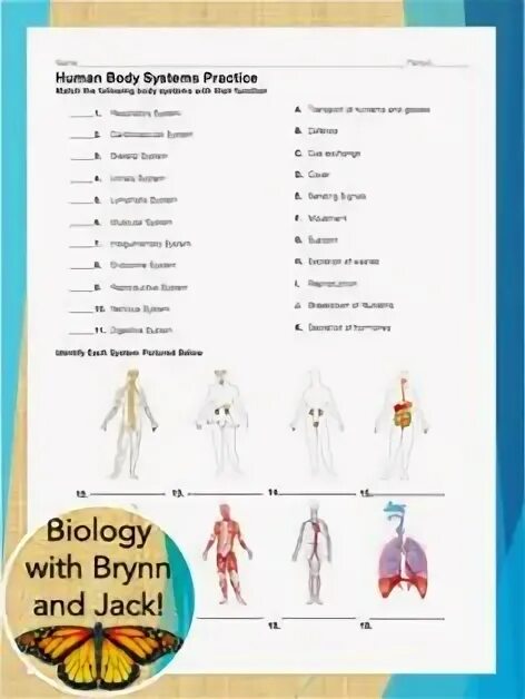 Human matching. Human Organs Worksheet. Body Organs Worksheet. Human Anatomy and Physiology Worksheets. Human body Worksheets Lesson Plan Human studies.