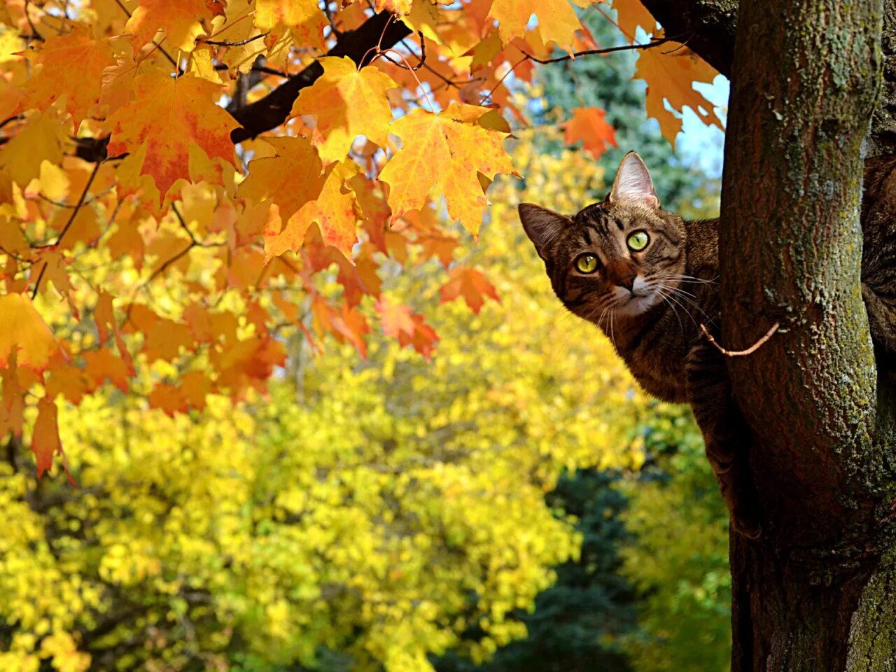 Кот листик. Кот листик