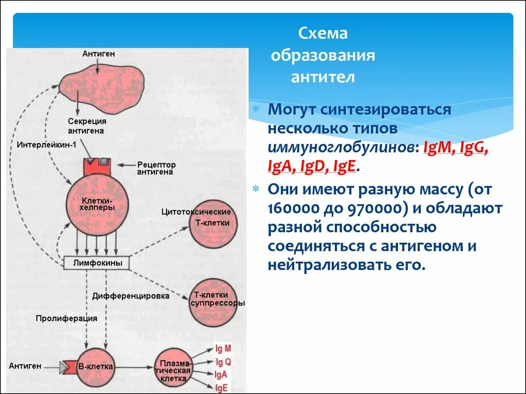 Механизм образования антител. Механизм синтеза антител. Схема образования антител. Синтез антигенов. Иммуноглобулины синтезируются