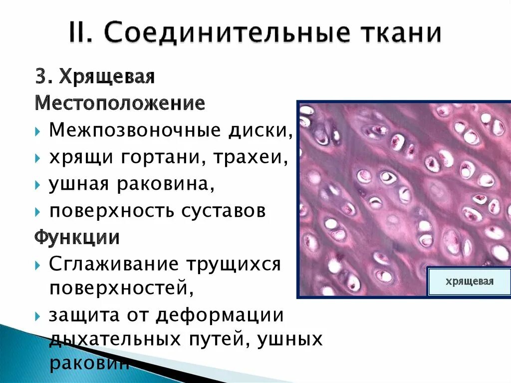 Соединительная ткань хрящ строение. Строение соединительной хрящевой ткани ткани. Местоположение соединительной ткани хрящ. Хрящевая соединительная ткань функции.