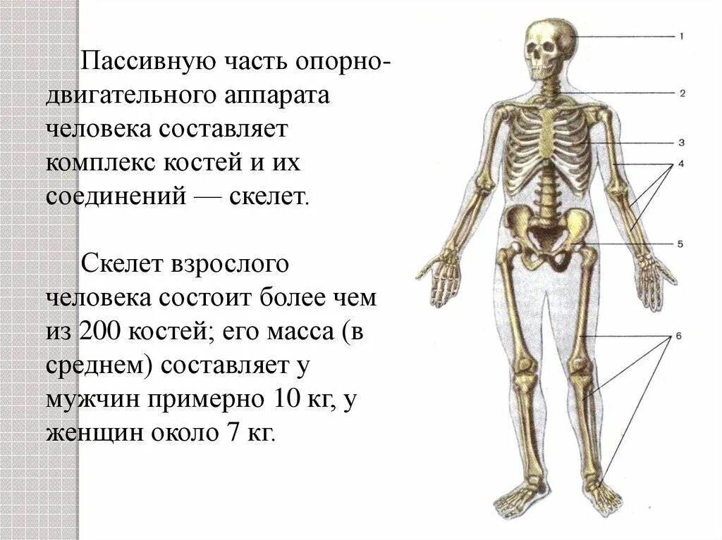 Масса скелета взрослого человека составляет. Скелет пассивная часть опорно двигательного аппарата. Вес скелета взрослого человека. Вес скелета человека в кг.