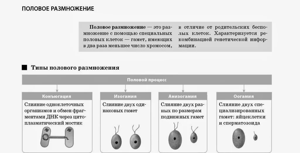 Типы размножения организмов бесполое размножение. Эволюция типов полового размножения. Половое размножение клеток. Половое размножение развитие половых клеток. Этапы эволюции полового размножения.