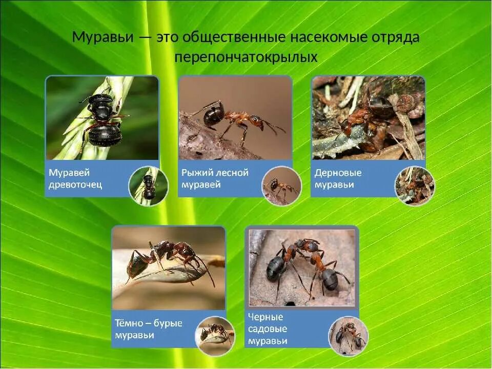 Образ жизни насекомых. Муравьи общественные насекомые. Общественные насекомые презентация. Какие бывают общественные насекомые. Доклад на тему общественные насекомые.