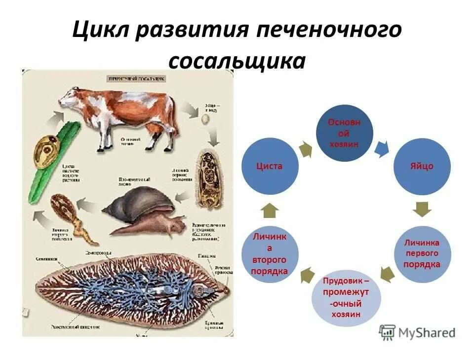 Схема жизненного цикла печёночного сасальщика. Жизненный цикл печеночного сосальщика. Цикл развития печеночного сосальщика. Цикл развития печеночного сосальщика основной хозяин. Последовательность жизненных стадий печеночного сосальщика