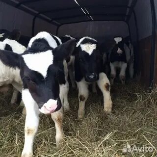 Авито бычки ставропольский