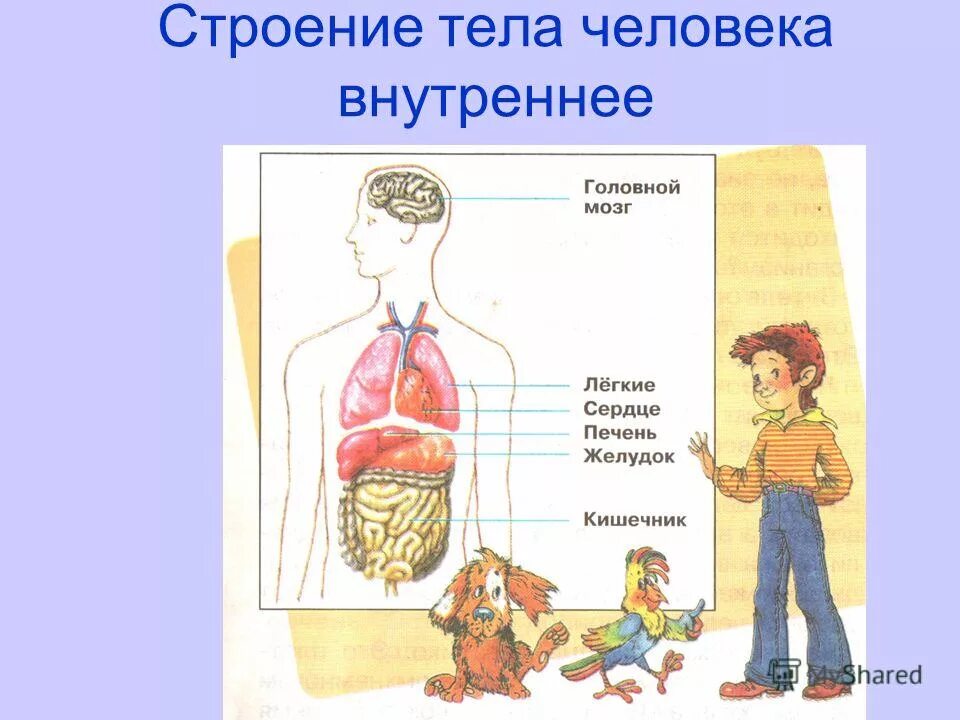 Строение человека модель 2 класс. Строение тела человека. Строение организма человека. Внутреннее строение человека. Органы человека для детей.