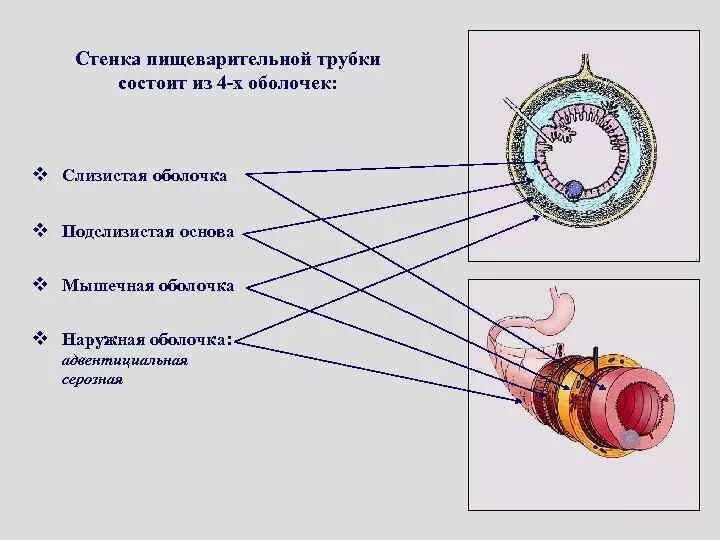 Стенка состоит из 3 оболочек. Стенка состоит из 3 оболочек