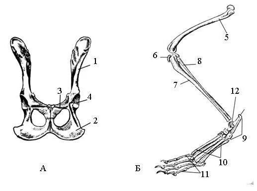 Кости пояса задних конечностей у птиц. Скелет пояса передних конечностей млекопитающих. Скелет пояса задних конечностей млекопитающих. Пояс задних конечностей у млекопитающих. Строение поясов конечностей у млекопитающих.