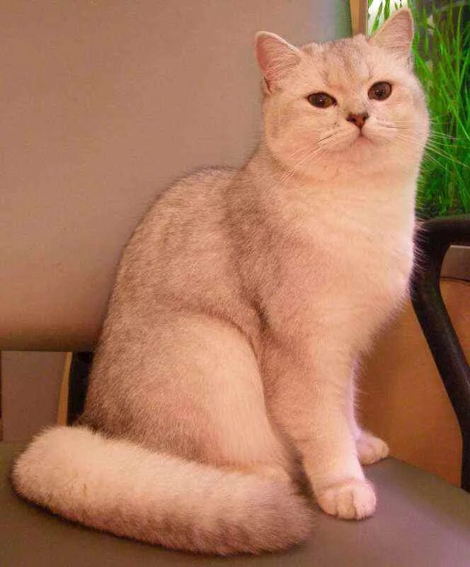 скоттиш страйт персиковый.