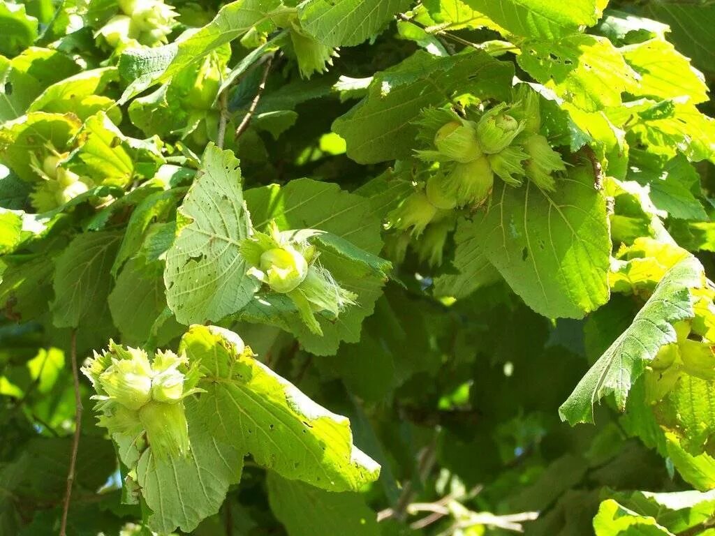 Лещина обыкновенная орешник. Лещина светолюбивое растение. Лещина светолюбивое растение. Лещина обыкновенная. Фундук (лещина обыкновенная).