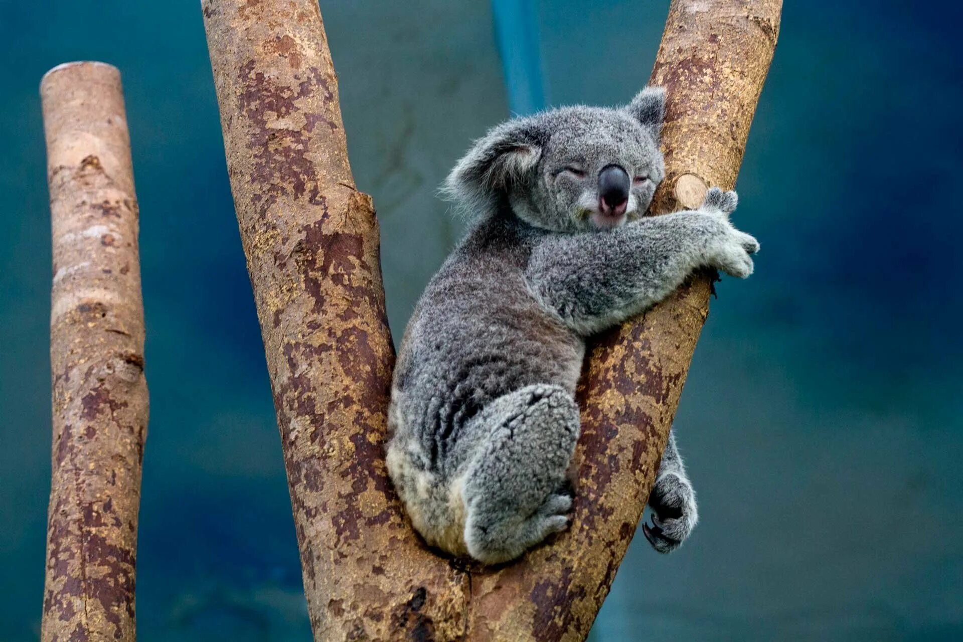 Сумчатый медведь коала Австралия. Коала на бамбуке. 2 В 1. Мишка коала.