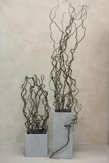 Корилус