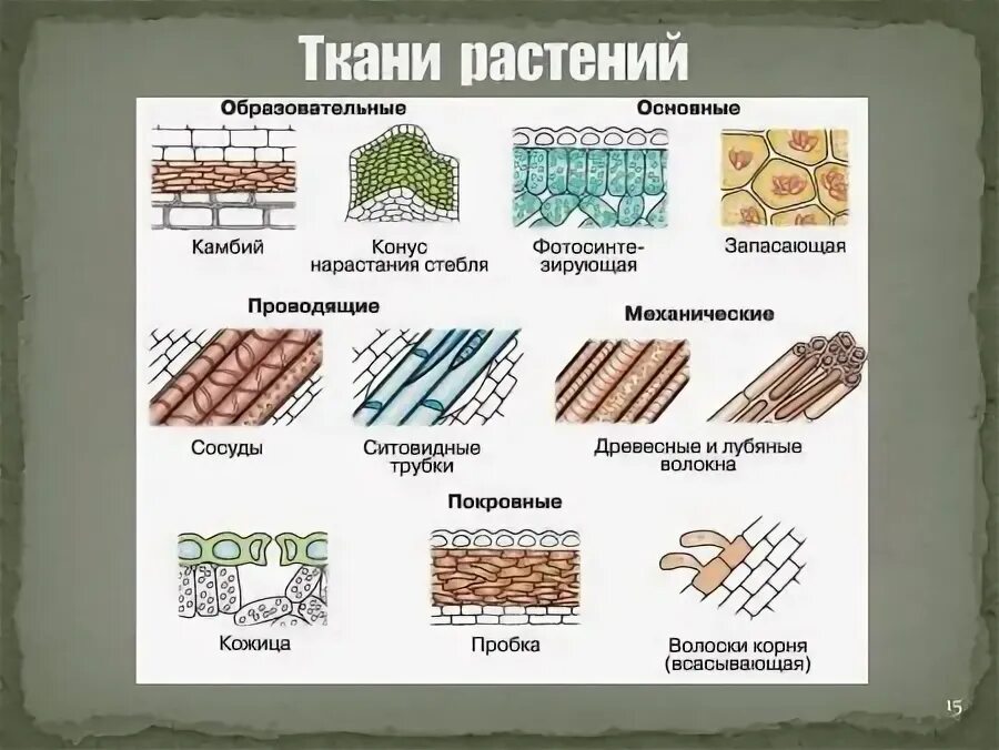 Ткани растений 6 видов