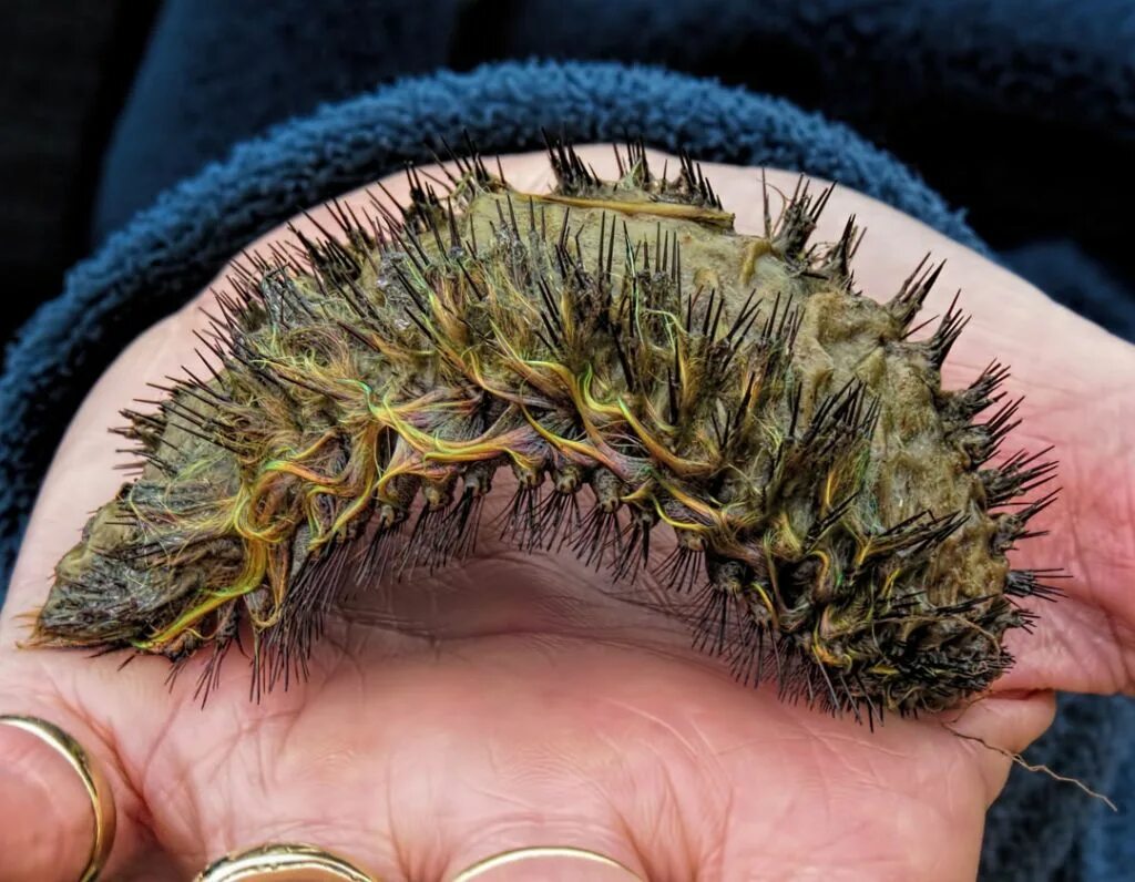 кольчатые черви морская мышь. землеройка кутора. морская мышь афродита. землеройка ест червей. кольчатые черви морская мышь.