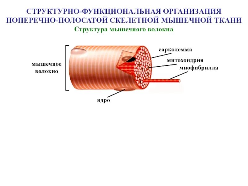 Поперечно полосатая скелетная ткань строение. Поперечно-полосатая скелетная мышечная ткань. Клетки поперечно-полосатой мышечной ткани. Поперечно полосатые мышцы строение. Скелетной поперечнополосатой мышечной ткани.