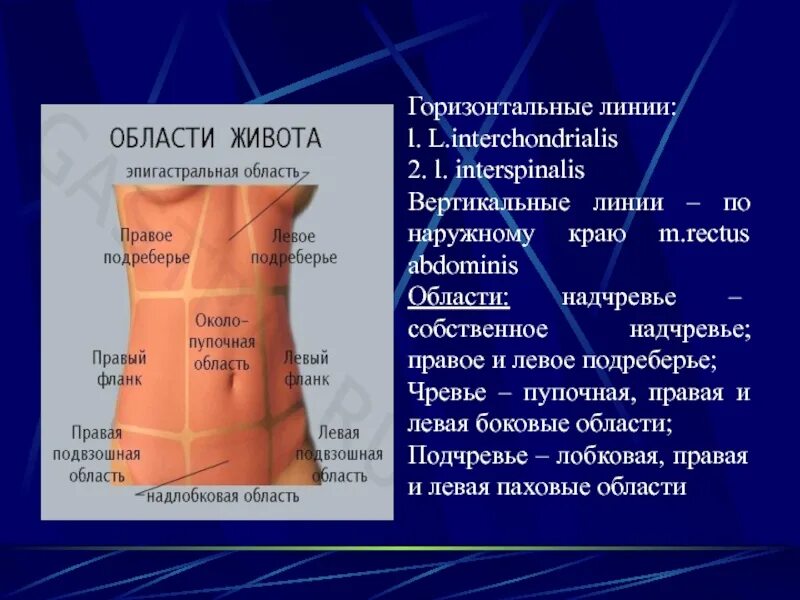 Области живота человека. Левая область живота. Линии и области живота. Линии груди и области живота.