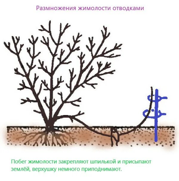 Как размножить жимолость черенками. Размножение жимолости отводками летом. Размножение жимолости черенками летом. Жимолость отводками. Размножение жимолости каприфоль отводками.