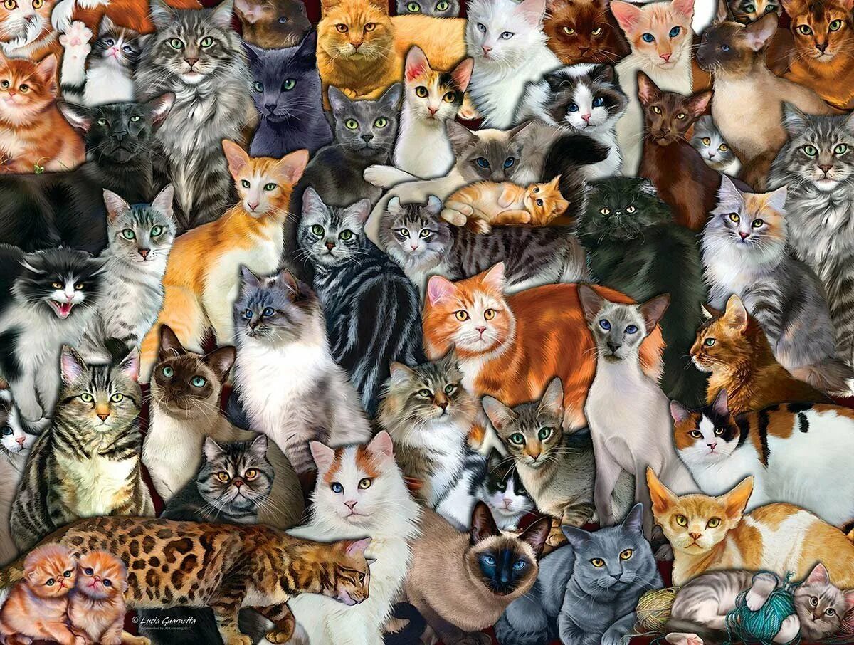Куча разных. Много кошек. много котов. коллаж кошки. куча кошек.