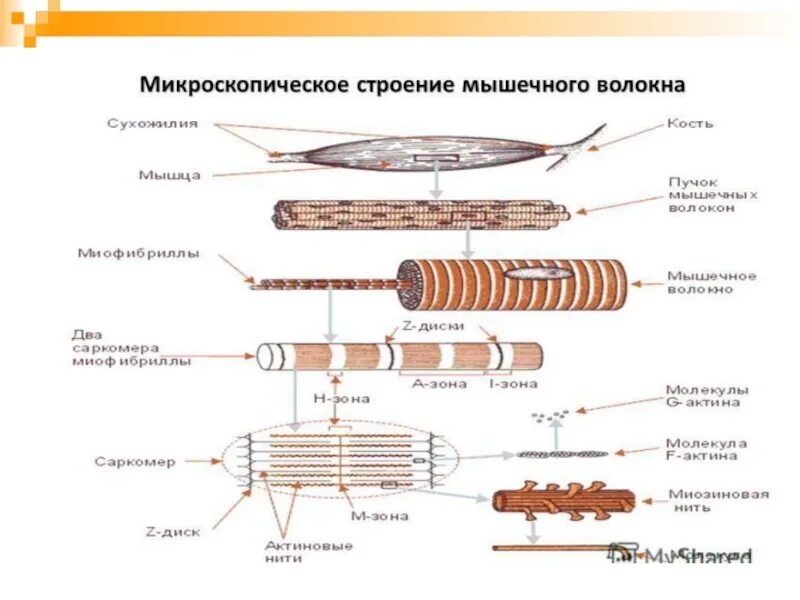 Зарисуйте одно мышечное волокно обозначьте ядро. Зарисуйте одно мышечное волокно обозначьте ядро. Схема строения скелетного мышечного волокна. Зарисуйте одно мышечное волокно обозначьте ядро. Скелетное мышечное волокно схема.