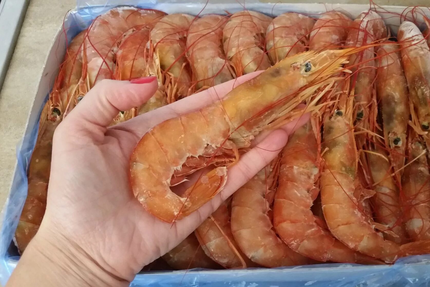 отваривание креветок. вареные креветки в кастрюле. как правильно варить королевские креветки. нужно ли варить королевскую креветку. креветки вареные.