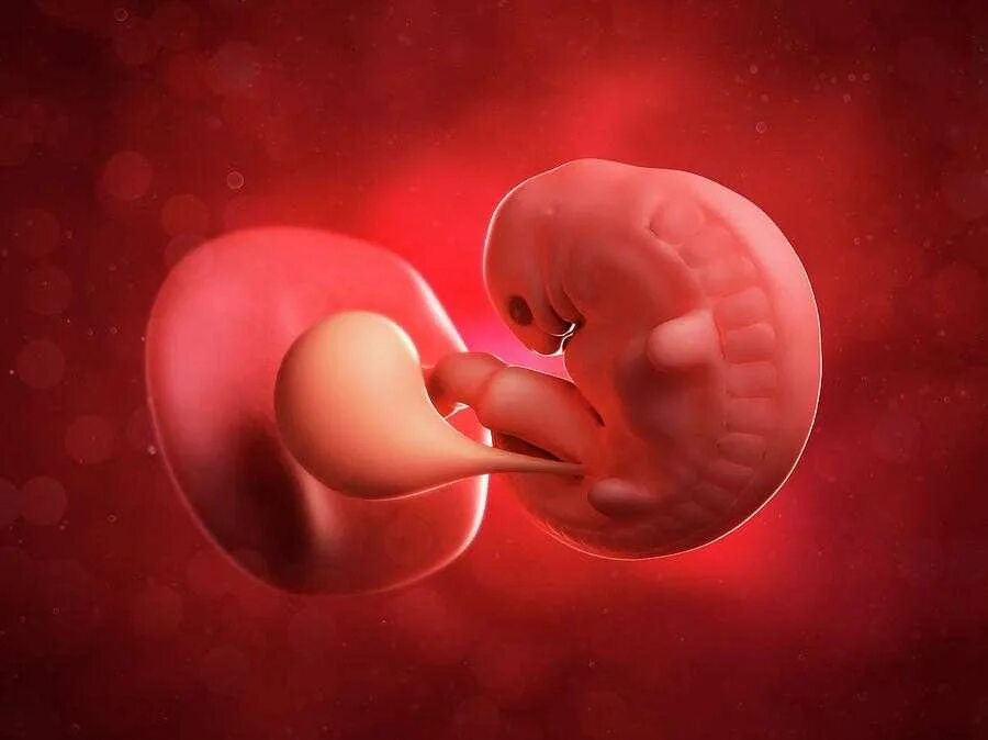 Эмбрион в утробе в 5-6 недель.