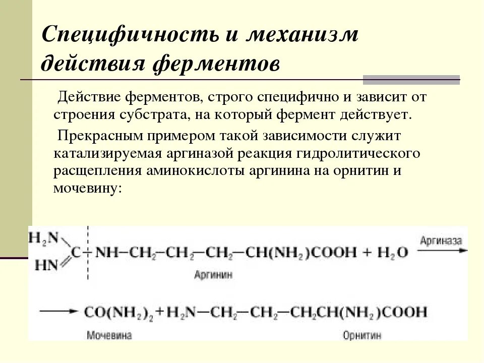 Ферменты реакции примеры. Виды специфичности действия ферментов. Механизм действия ферментов. Механизм специфичности действия ферментов. Специфичность действия ферментов биохимия.