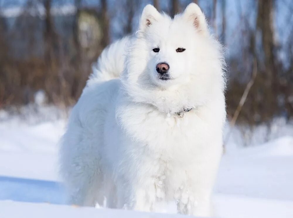 Ездовая собака с пушистой белой шерстью 6. Лайка самоед. Порода лайка самоед. Сибирская лайка самоед. Белая лайка самоед.