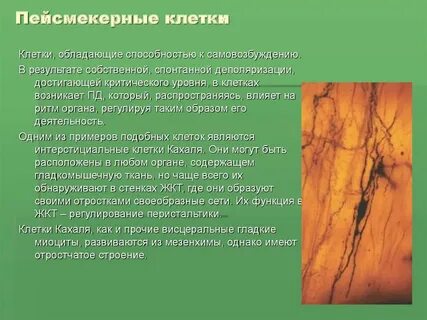 Клетки ткани обладают проводимостью
