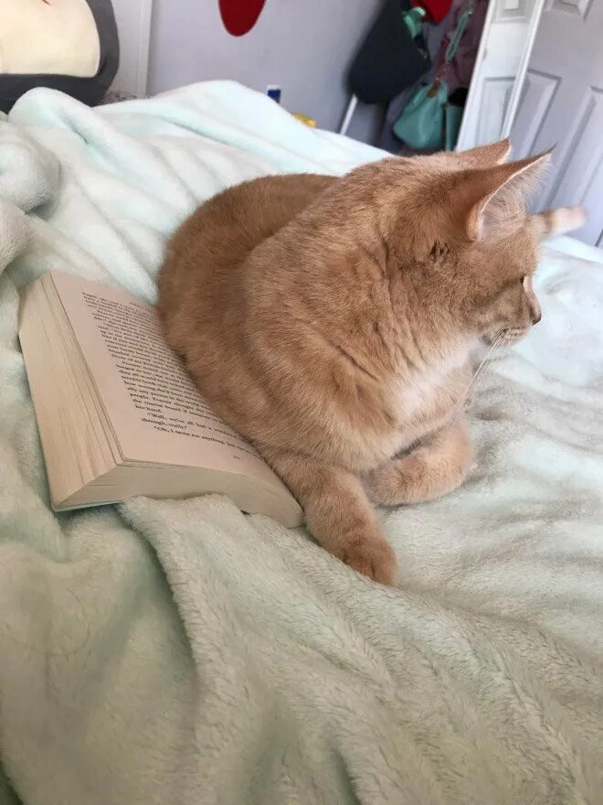 Кот мешал. Кот мешает. котик мешает. кот мешает читать. кот требует внимания.